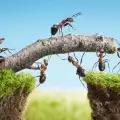 Мравките отнемат от въглердония диоксид в атмосферата