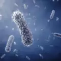 Метрото на Ню Йорк бъка от опасни бактерии на чума и антракс