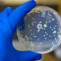 Бактерия от Витоша ще преобърне световната медицина