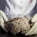 Уникален музей на болните мозъци стряска в Перу