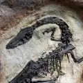 Учени откриха фосил на дракон