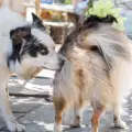 Защо кучетата подвиват опашка