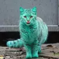 Смайваща зелена котка за втора година кръстосва Варна