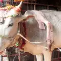 Индийска крава с пет крака изпълнява желания