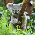 Мъж съживи коала с изкуствено дишане