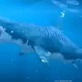 Огромната кръвожадна акула Мегалодон плува на свобода?