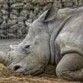 Магарета успокоиха депресиран женски носорог
