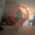 Призрак на прислужница тормозел куче от Вирджиния