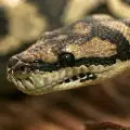 Базилиск - повелителят на змиите