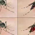 Опасни тигрови комари нападнаха Южна България