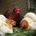 Притча за пилето