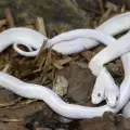 Много змии