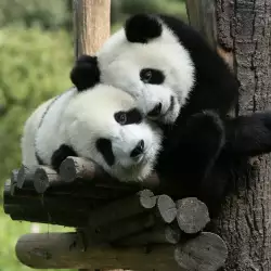 Значение и интерпретация на пандата в сънищата