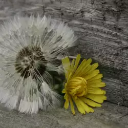 Букет от четири цветя е символ на смъртта