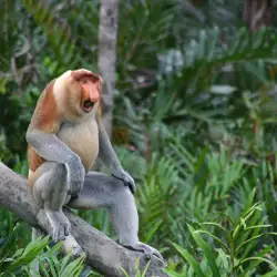 Откриха древна еволюирала маймуна близка до човека