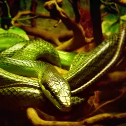 Най-отровните змии в света