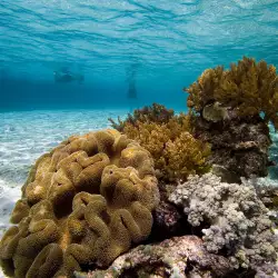 Коралите разкриват какви климатични промени са ставали
