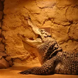 Уникална находка разкри най-голямата змия и най-дългият крокодил