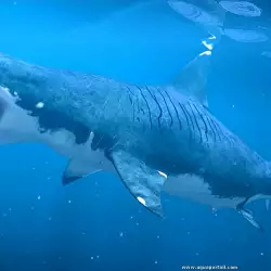Огромната кръвожадна акула Мегалодон плува на свобода?