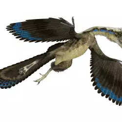Уникални находки показаха, че динозаврите са имали пера