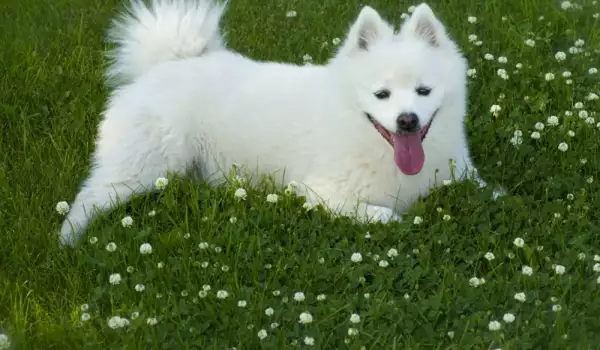 Бяло кученце