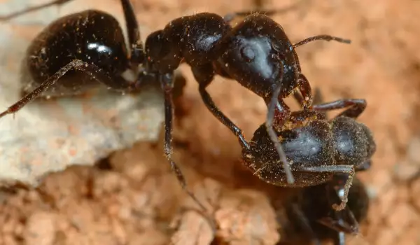 Мравка