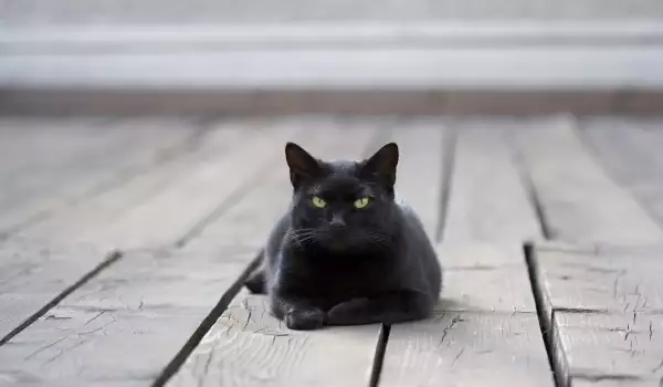 Черно коте