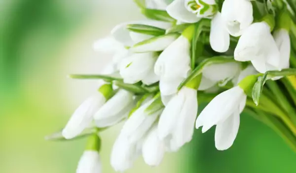 Бяло цвете