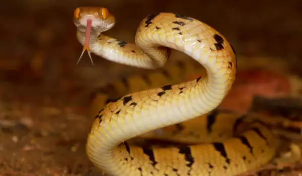 Опашка на змия