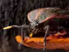 Торен бръмбар