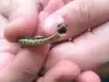 Малка змия