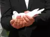 Бял гълъб