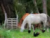 Сив кон