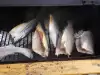 Замразена риба