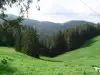 Борова гора