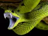 Ухапване от змия