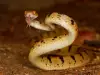 Опашка на змия