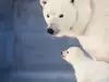 Бели мечки