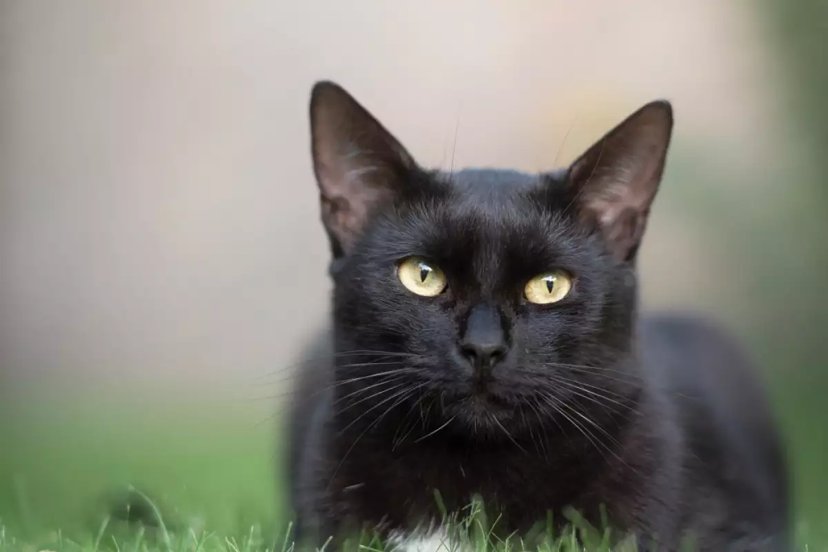 Черна котка пред вратата