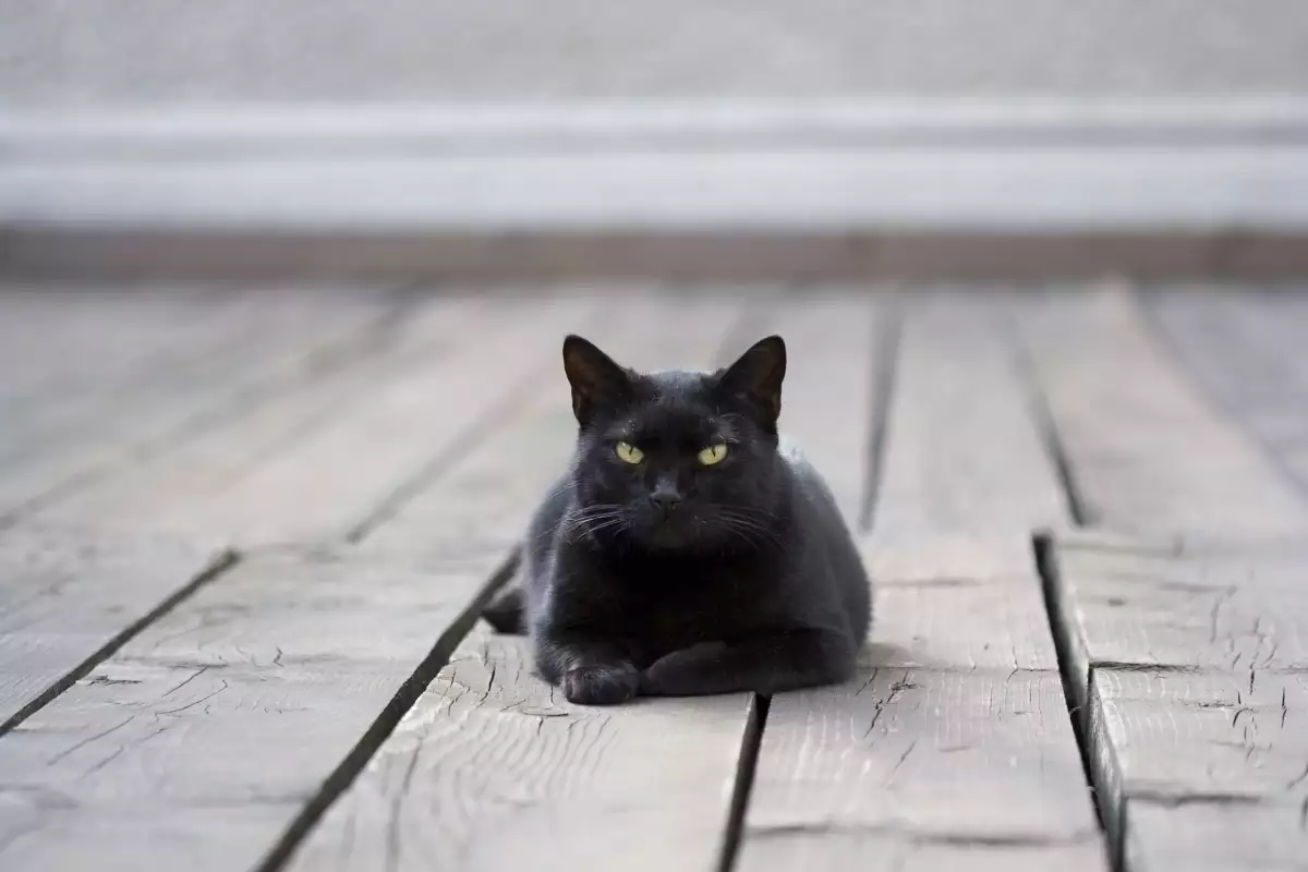 Котка с различни очи суеверие