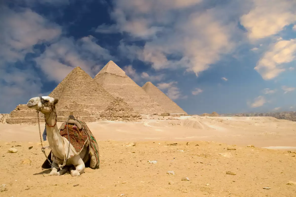 Появата в сънищата на големи здрави животни - камилите, адаптирани