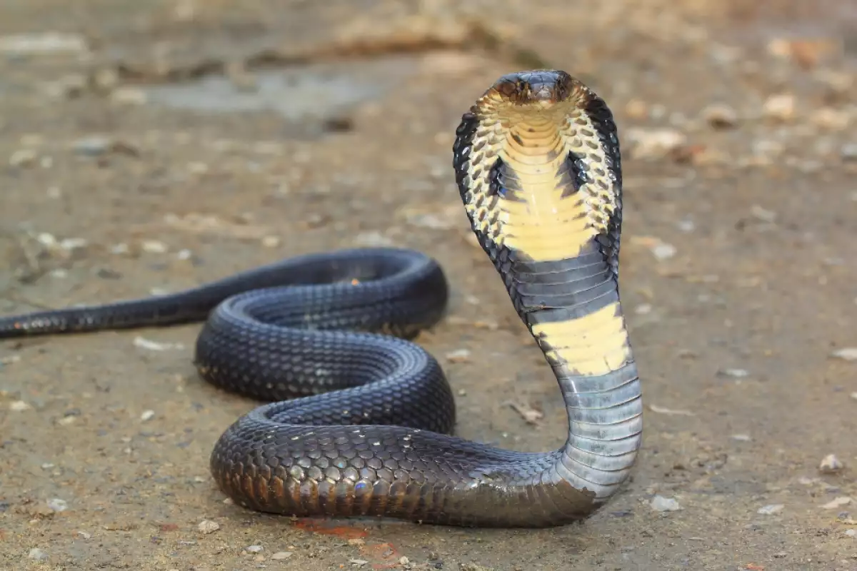 Змия кобра