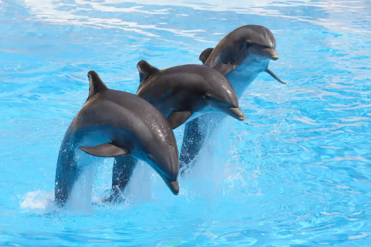 Среда на живот на делфините