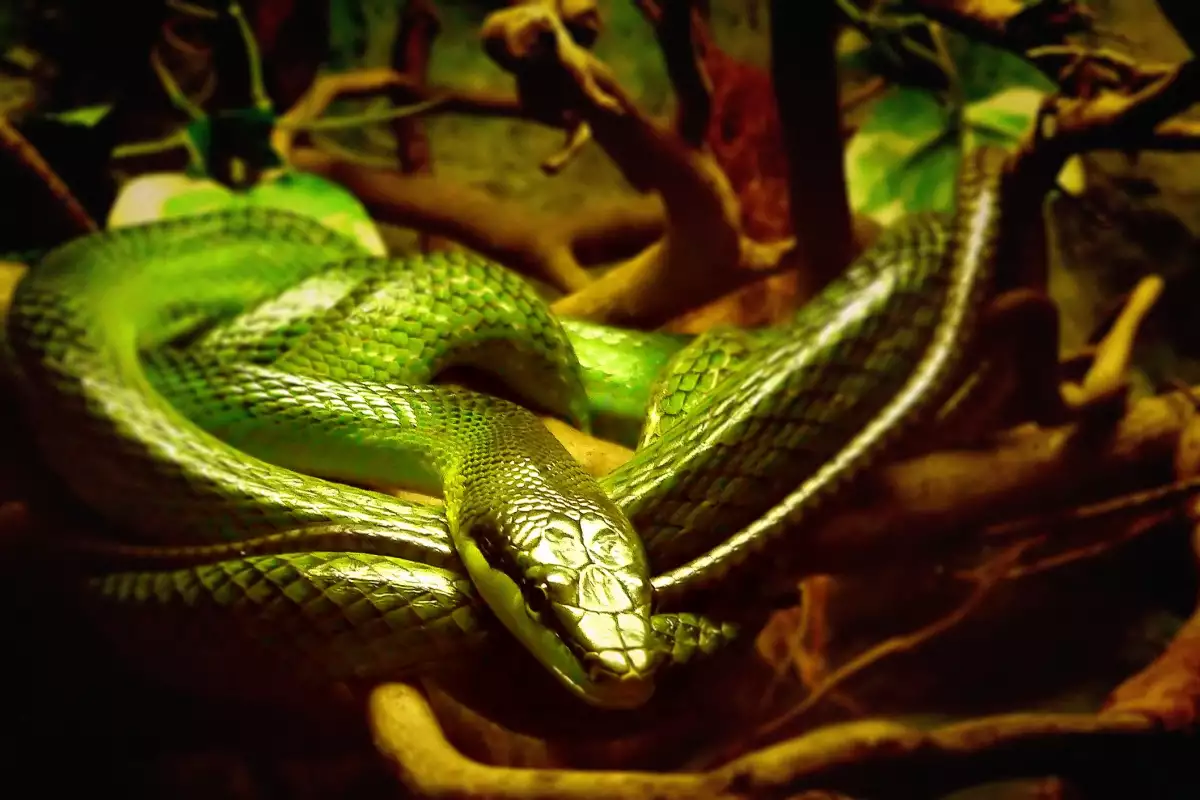 Кралска кобра най дългата отровна змия в света