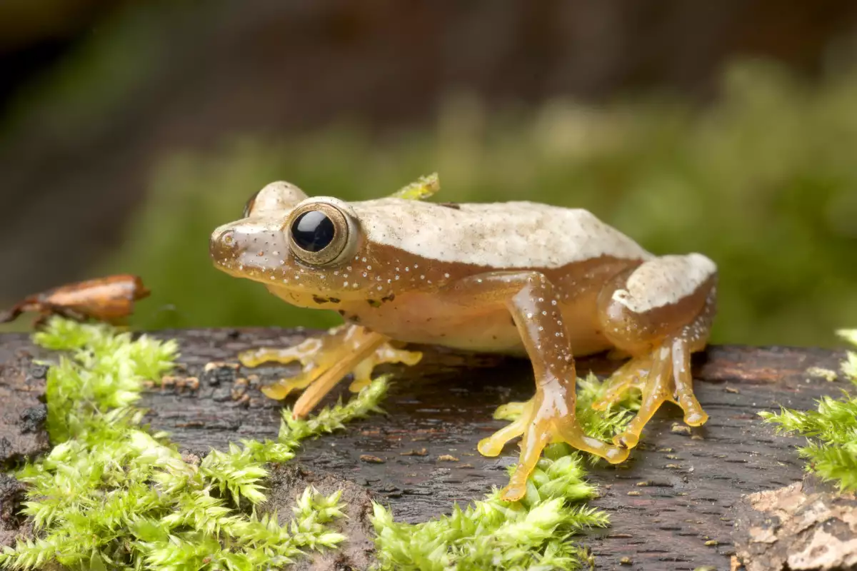 Отровни жаби в българия