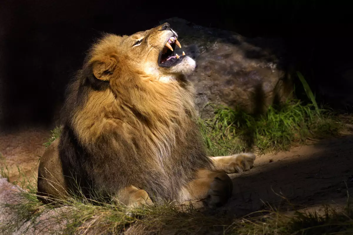 Нападение на лъвове над хора