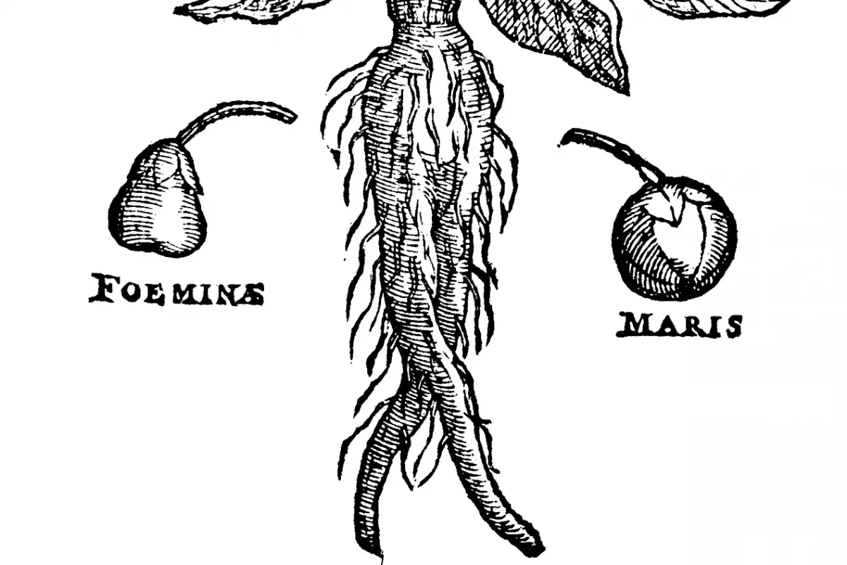 Мандрагора е растение с дълга и интригуваща история, датираща от