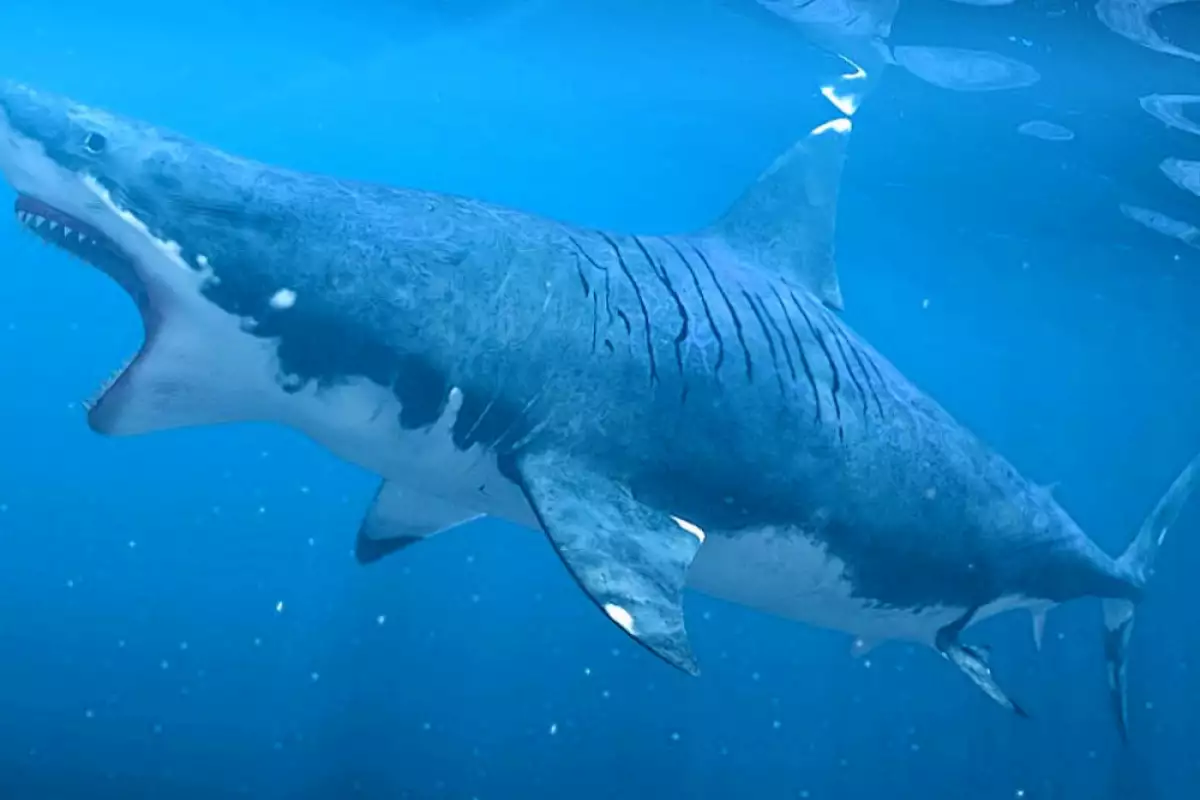 Мегалодон – чудовищната акула е жива