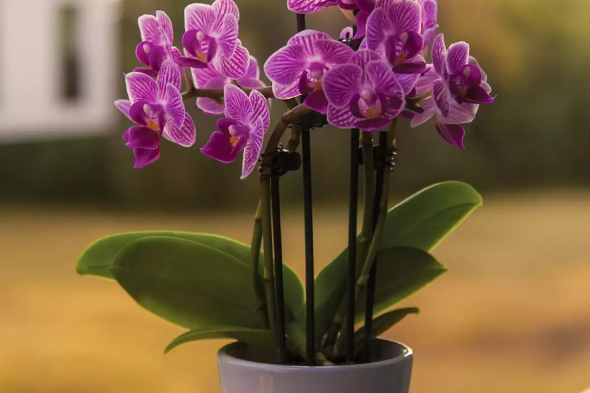 Значение на трайбъл тату и орхидеи