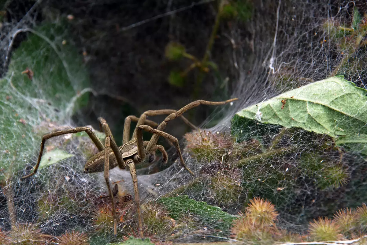 Домашни паяци в българия